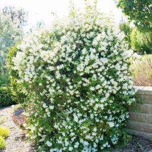 Mockorange - Blizzard