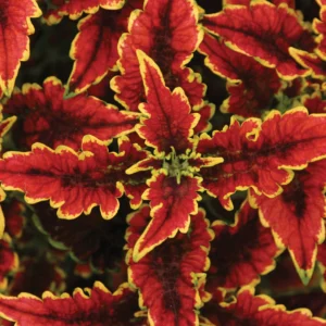 Coleus Color Blaze El Brighto