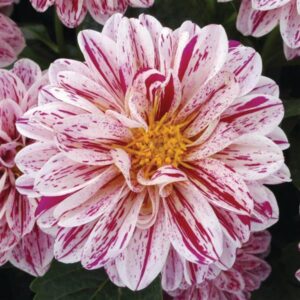 Dahlia Dahlietta Paula