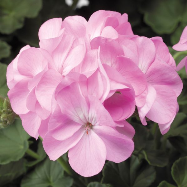 Geranium Pinto Premium Lavendar