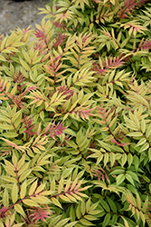 Spirea - Mr. Mustard