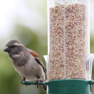 Bird Feeder & Seed