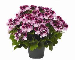 Geranium, Elegance Purple Magesty