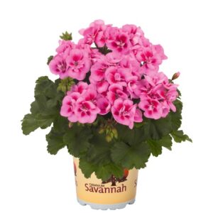 Geranium, Savannah Hot Pink Sizzle