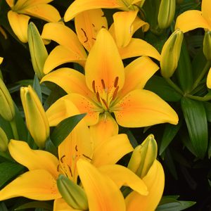 Asiatic Lily - Tiny Bee