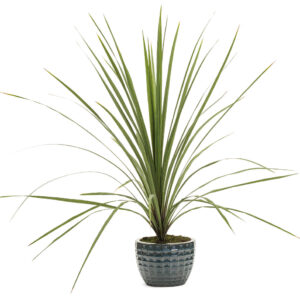 Dracaena Indivisa