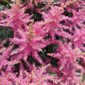 Astilbe - Power Pop