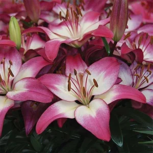 Asiatic Lily - Tiny Diamond