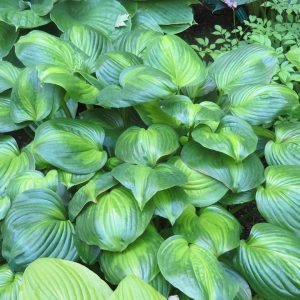 Hosta - Avocado