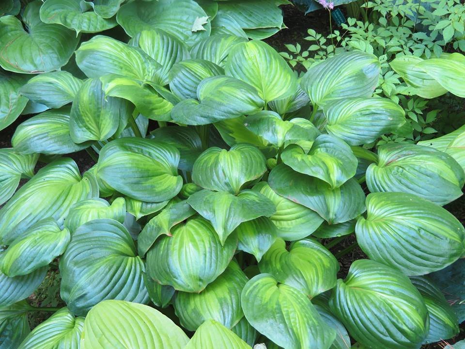 Hosta - Avocado