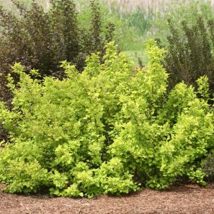 Ninebark - Festivus Gold