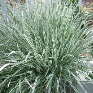Grass - Variegated Bulbous Oat Grass