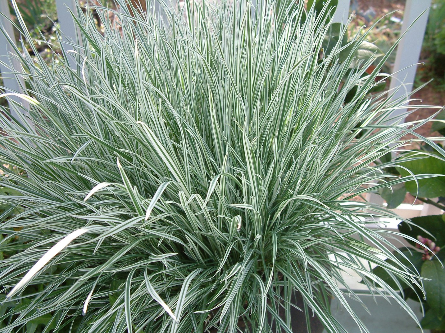 Grass - Variegated Bulbous Oat Grass