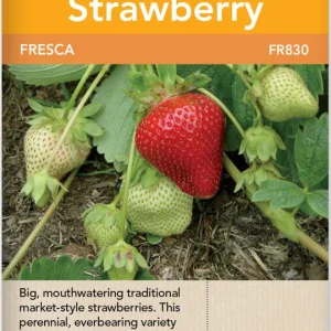 Strawberry, Fresca