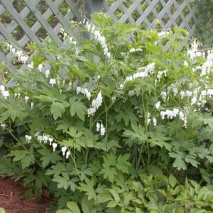 Bleeding Heart- White Common