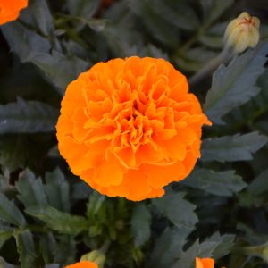 Marigolds, Hot Pink Orange