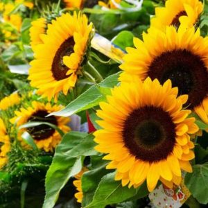 Sunflower, Taiyo