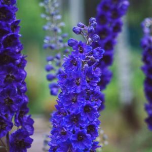 Delphinium - Black Knight