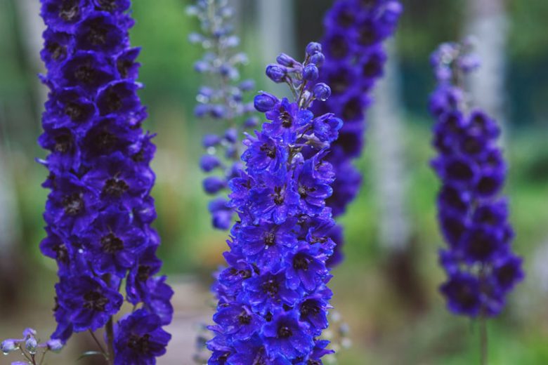 Delphinium - Black Knight