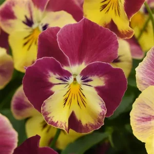Pansy, Cool Wave Fire
