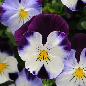 Pansy, Cool Wave Violet Wing