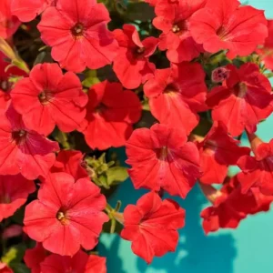 Petunia, Dream Red