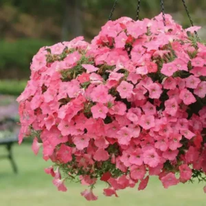Petunia, Easy Wave Coral