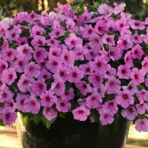 Petunia, Easy Wave Pink Passion