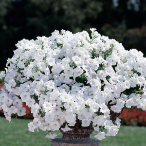 Petunia, Easy Wave White