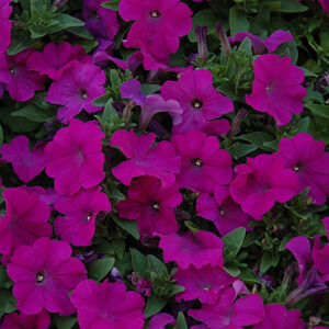 Petunia, Pretty Flora Purple