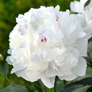 Peony - Festiva Maxima