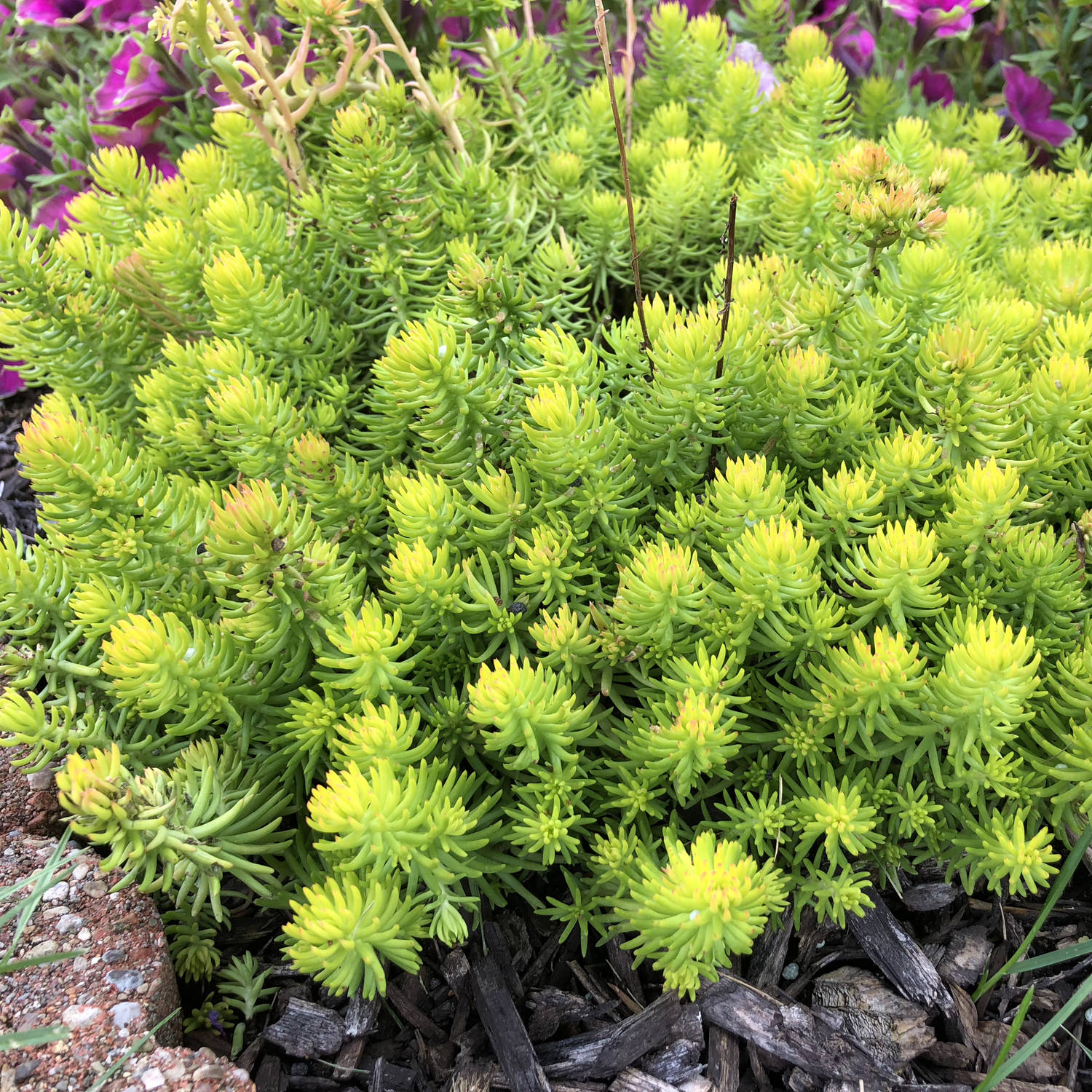 Sedum - Angelina Stonecrop