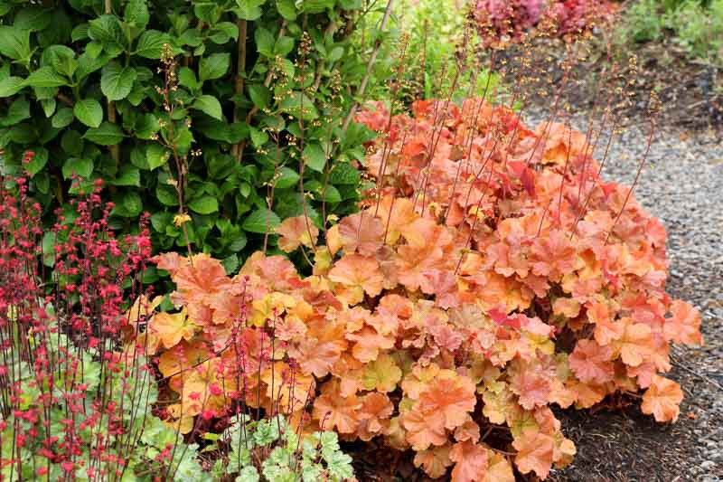 Northern Exposure Amber Coral Bells