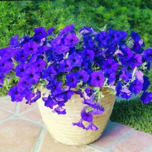 Petunia, Easy Wave Blue