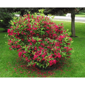Weigela- Red Prince