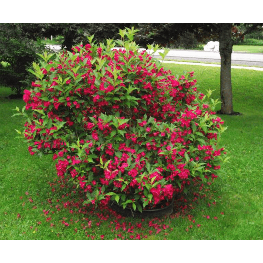 Weigela- Red Prince