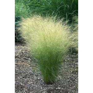 Stipa Pony Tails