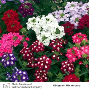 Verbena Obsession Mix