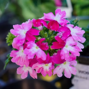 Verbena Wicked Hot Pink