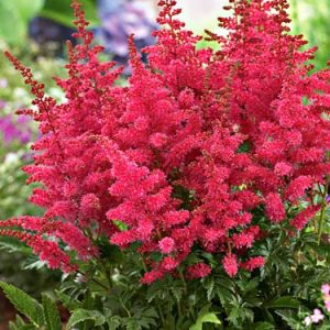 Astilbe - Younique Ruby Red