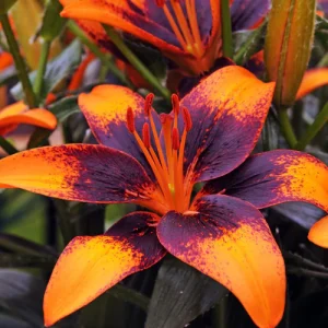 Asiatic Lily - Tiny Shadow