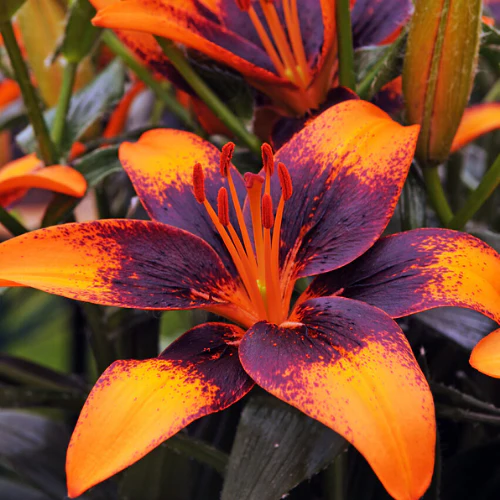 Asiatic Lily - Tiny Shadow