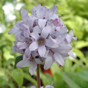 Bellflower- Caroline Clustered