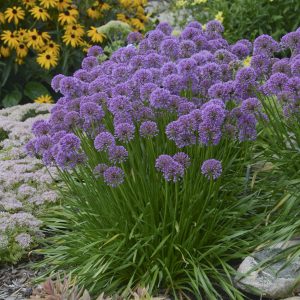 Cobalt Millenium Ornamental Onion