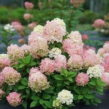 Hydrangea - Firelight Tidbit