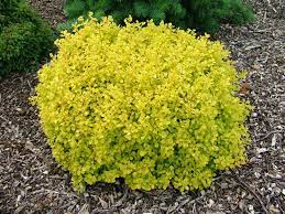 Barberry - Dwarf Golden