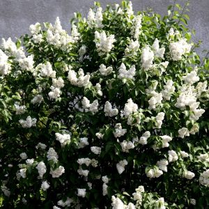 Lilac - Madame Lemoine French