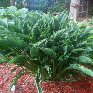 Hosta - Praying Hands