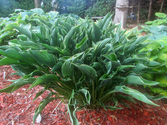 Hosta - Praying Hands