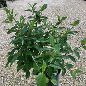 Dogwood - Siberian Pearls